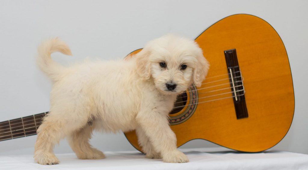 Golden Doodle Puppy