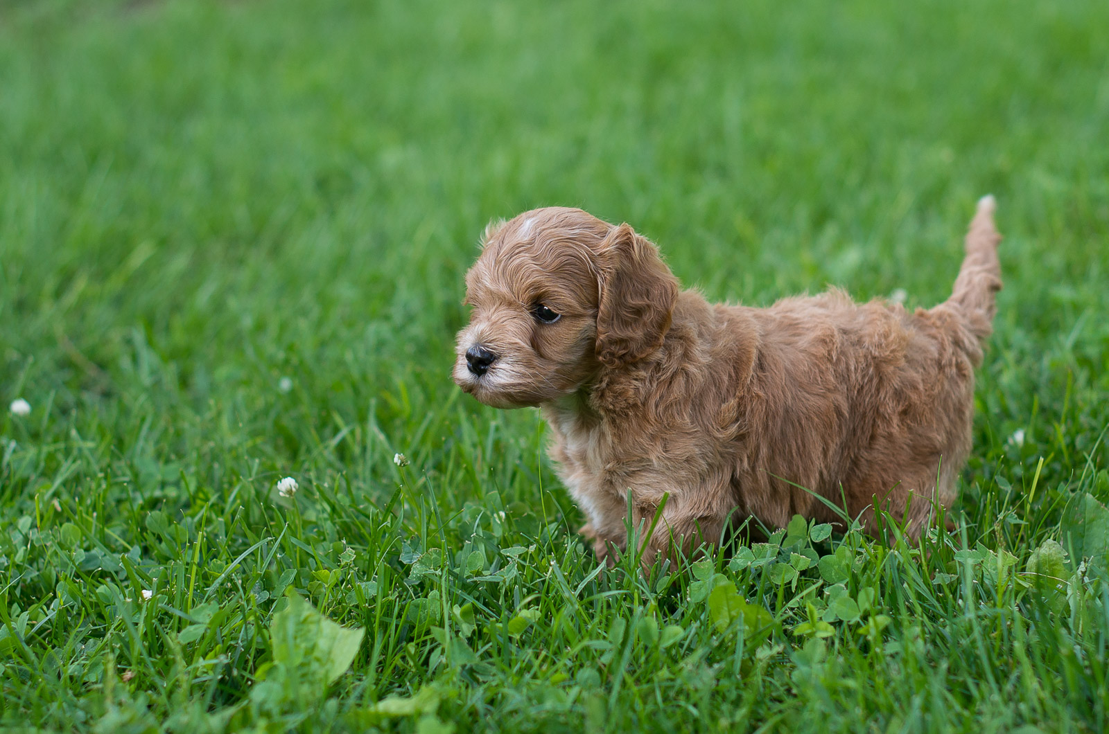 Cockapoo Puppies For Sale Acorn Acres Puppies