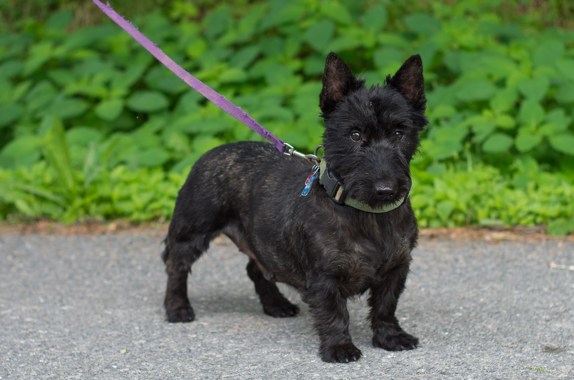 Scottie-poos – Acorn Acres Puppies