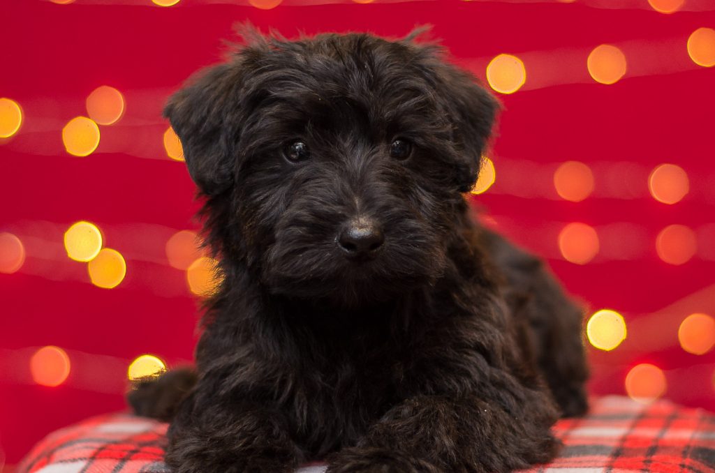 goebel scottie dogs