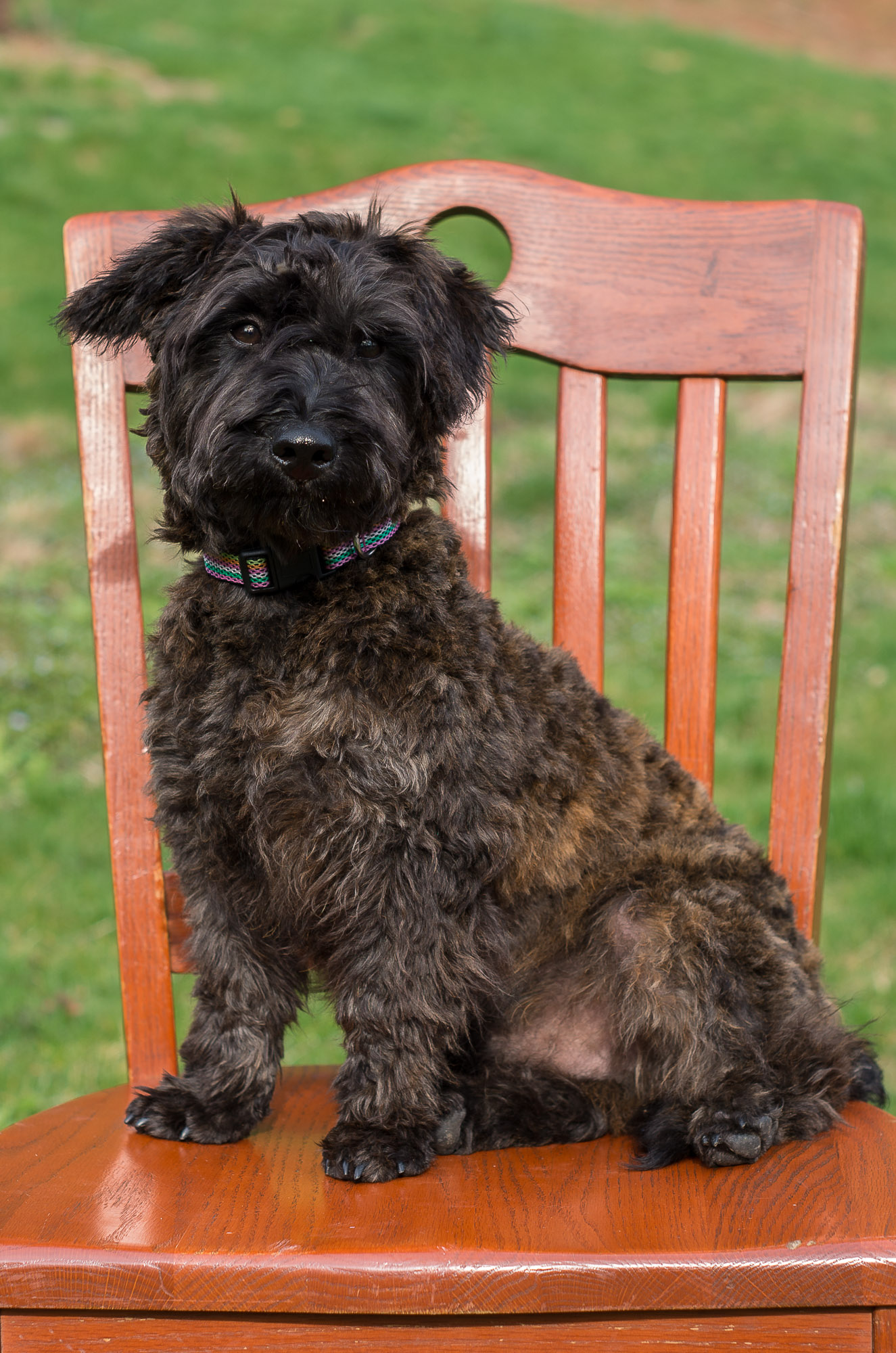 scottie dog teddy
