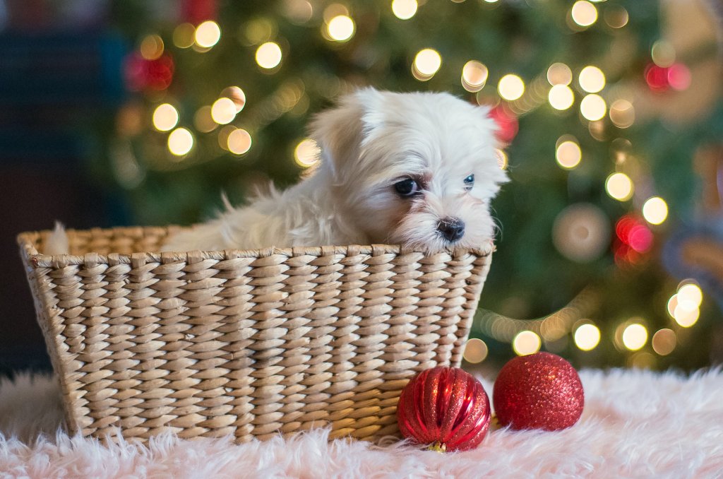 Maltese Puppies For Sale – Acorn Acres Puppies